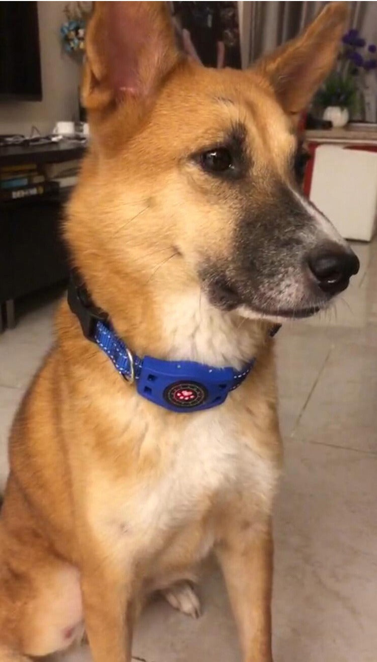 Smart GPS Pet Locator for Real-Time Location and Pet Safety